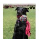Kong Wubba Weaves Sesli Köpek Oyuncağı L 34cm Kong Wubba Weaves Sesli Köpek Oyuncağı L 34cm