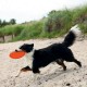Trixie Köpek Yüzen Termoplastik Kauçuk Frizbi 22cm Trixie Köpek Yüzen Termoplastik Kauçuk Frizbi 22cm