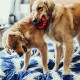 Kong Ring Köpek Oyuncağı L Irk 13cm Kong Ring Köpek Oyuncağı L Irk 13cm
