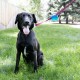 Kong TagAlong Gezdirme Kayışına Asılabilir Köpek Oyun Topu M Kong TagAlong Gezdirme Kayışına Asılabilir Köpek Oyun Topu M