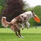 Trixie Köpek Agility Frizbi 19cm Trixie Köpek Agility Frizbi 19cm