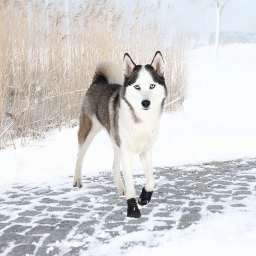 Trixie Köpek Yürüyüş Botu 2 Adet S-M Siyah Trixie Köpek Yürüyüş Botu 2 Adet S-M Siyah