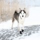 Trixie Köpek Yürüyüş Botu 2 Adet S-M Siyah Trixie Köpek Yürüyüş Botu 2 Adet S-M Siyah