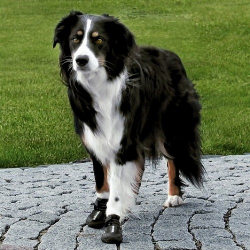 Trixie Köpek Yürüyüş Botu 2 Adet S-M Siyah Trixie Köpek Yürüyüş Botu 2 Adet S-M Siyah