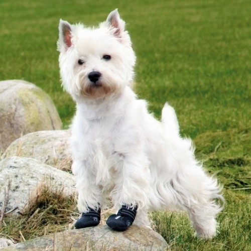 Trixie Köpek Yürüyüş Botu 2 Adet L-XL Siyah Trixie Köpek Yürüyüş Botu 2 Adet L-XL Siyah