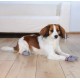 Trixie Köpek Çorabı Kaydırmaz 2 Adet S-M Border Collie Trixie Köpek Çorabı Kaydırmaz 2 Adet S-M Border Collie