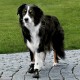 Trixie Köpek Yürüyüş Botu 2 Adet M Siyah Trixie Köpek Yürüyüş Botu 2 Adet M Siyah