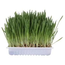 Kedi Çimi ve Catnip