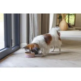 Beeztees Dbl Köpek Mama Su Kabı, Seramik, Pembe, 13,5Cm, 500Ml