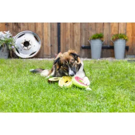 Beeztees Köpek Oyuncağı, Donut, Peluş, Çeşitli Renklerde, 12X12X5Cm