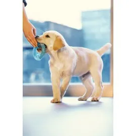 Beeztees Yavru Köpek Oyuncağı, Diş Kaşıma Için Soğutulabilir, Tpr, Mavi, 10X10X2,3Cm