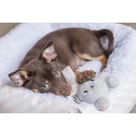 Beeztees Yavru Köpek Oyuncağı, Tavşan, Peluş, Gri, 15X9X4Cm