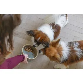 Beeztees Dbl Köpek Mama Su Kabı, Seramik, Yeşil, 13,5Cm, 500Ml