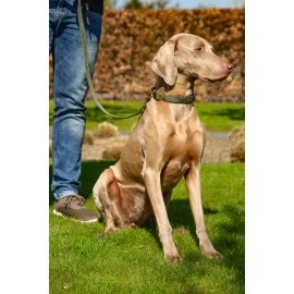 Beeztees Dbl Köpek Tasması, Kadife, Nefti, 48-70Cm, 25Mm