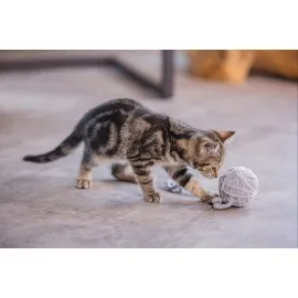 Beeztees Yavru Kedi Oyuncağı, Kuyruklu Yün Top, 6,5Cm, 35Cm Kuyruk