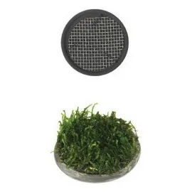 Ista Bitki Taban Seramik 5 Cm Yuvarlak