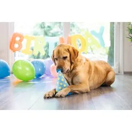 Beeztees Köpek Oyuncağı, Şapka, Peluş, Mavi, 22X14X14Cm