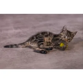 Beeztees Yavru Kedi Oyuncağı, Hışırtılı Top, 4 Adet, 5Cm