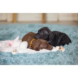 Beeztees Yavru Köpek Oyuncağı, Unicorn, Peluş, Beyaz, 33X25X14Cm