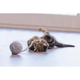 Beeztees Yavru Kedi Oyuncağı, Kuyruklu Yün Top, 6,5Cm, 35Cm Kuyruk