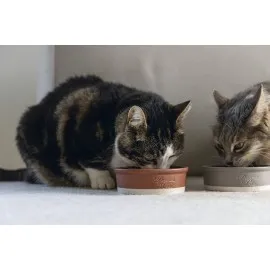 Beeztees Dbl Kedi Mama Su Kabı, Seramik, Mat Kiremit, 12Cm, 300Ml