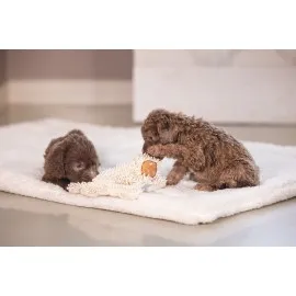 Beeztees Yavru Köpek Oyuncağı, Peluş, Beyaz, 37X28X4Cm