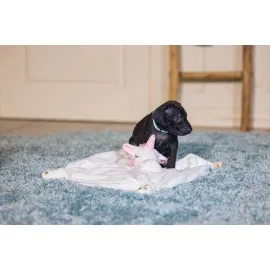 Beeztees Yavru Köpek Oyuncağı, Unicorn, Peluş, Beyaz, 33X25X14Cm