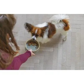 Beeztees Dbl Köpek Mama Su Kabı, Seramik, Yeşil, 13,5Cm, 500Ml