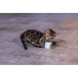 Beeztees Yavru Kedi Oyuncağı, Hışırtılı Top, 4 Adet, 5Cm