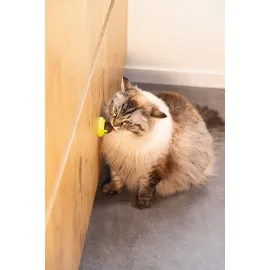 Beeztees Kedi Oyuncağı, Kediotu Topları, 3 Adet, 5x5x4cm