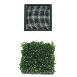 Ista Bitki Taban Seramik 5 Cm Kare