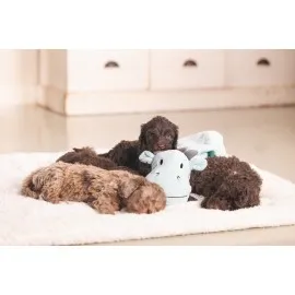 Beeztees Yavru Köpek Oyuncağı, Dragon, Peluş, Yeşil, 31,5X25X17Cm