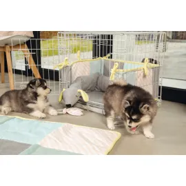 Beeztees Yavru Köpek Diş Oyuncağı, İçi Dolu Halka Ve Kumaş, Kauçuk, Yeşil, 8,5Cm