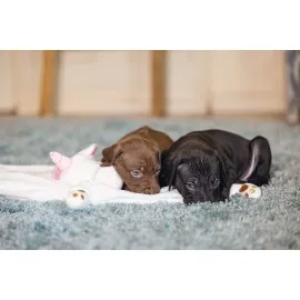 Beeztees Yavru Köpek Oyuncağı, Unicorn, Peluş, Beyaz, 33X25X14Cm