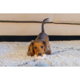 Beeztees Yavru Köpek Diş Oyuncağı, İçi Dolu Halka, Kauçuk, Pembe, 8Cm