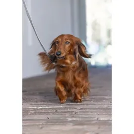 Beeztees Dbl Köpek Tasması, Kadife, Gri, 26-40Cm, 15Mm