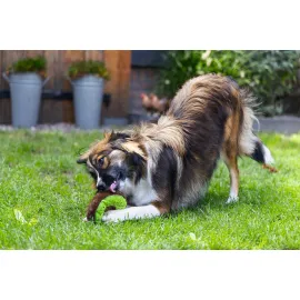 Beeztees Köpek Oyuncağı, Donut, Peluş, Çeşitli Renklerde, 12X12X5Cm