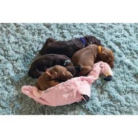 Beeztees Yavru Köpek Oyuncağı, Flamingo, Peluş, Pembe, 43X24X4Cm