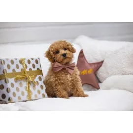 Beeztees Dbl Köpek Papyonu, Kadife, Pembe, 9Cm