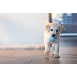 Beeztees Yavru Köpek Oyuncağı, Ödül Ve Oyun, Yumurta, Kauçuk, Turkuaz, 6X6X8Cm