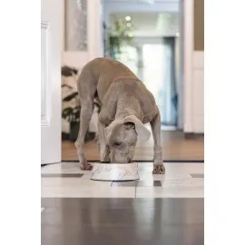 Beeztees Dbl Köpek Mama Su Kabı, Mat Altın Rengi Paslanmaz Çelik, Bej Mermer Görünümlü, 22Cm, 700Ml