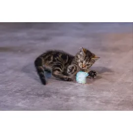 Beeztees Yavru Kedi Oyuncağı, Hışırtılı Top, 4 Adet, 5cm