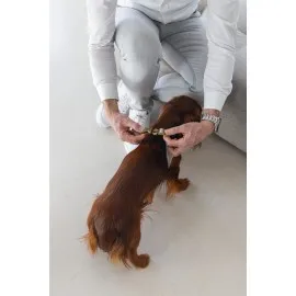 Beeztees Dbl Köpek Göğüs Tasması, Velur, Gri, S, 20Mm X 52Cm