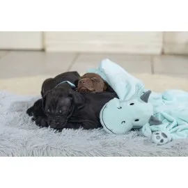 Beeztees Yavru Köpek Oyuncağı, Dragon, Peluş, Yeşil, 31,5X25X17Cm