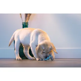 Beeztees Yavru Köpek Diş Oyuncağı, İçi Dolu Halka, Kauçuk, Yeşil, 8Cm