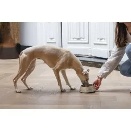 Beeztees Dbl Köpek Mama Su Kabı, Mat Altın Rengi Paslanmaz Çelik, Bej Mermer Görünümlü, 17,5Cm, 350M