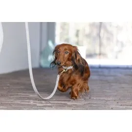 Beeztees Dbl Köpek Tasması, Kadife, Gri, 26-40Cm, 15Mm