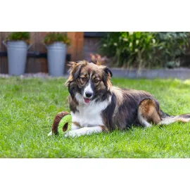 Beeztees Köpek Oyuncağı, Donut, Peluş, Çeşitli Renklerde, 12X12X5Cm