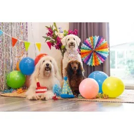 Beeztees Köpek Oyuncağı, Şapka, Peluş, Mavi, 22X14X14Cm