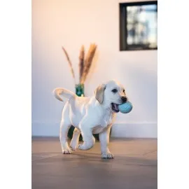 Beeztees Yavru Köpek Oyuncağı, Ödül Ve Oyun, Yumurta, Kauçuk, Turkuaz, 6X6X8Cm